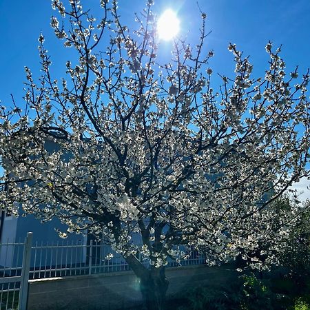 A Casa Di Marco Guesthouse - Apt Di Ciampino E Stazione Per Roma Marino Exterior foto
